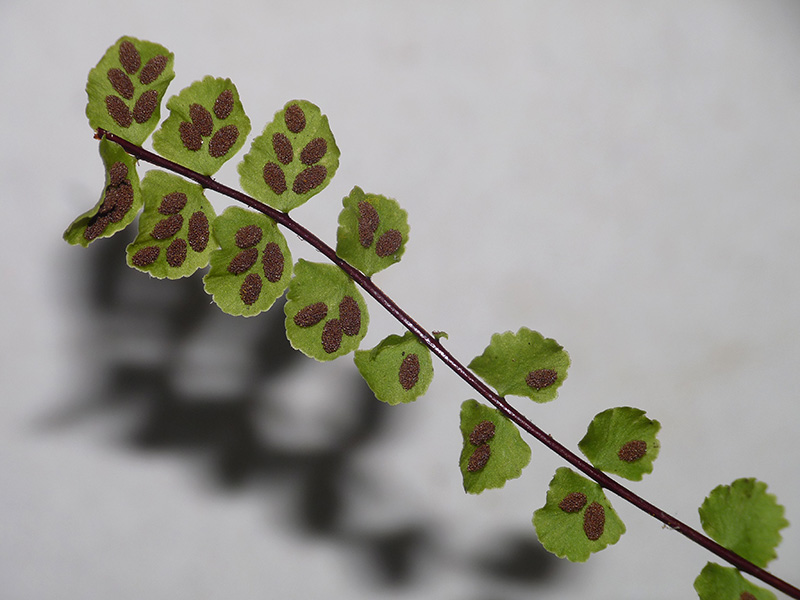 Asplenium trichomanes